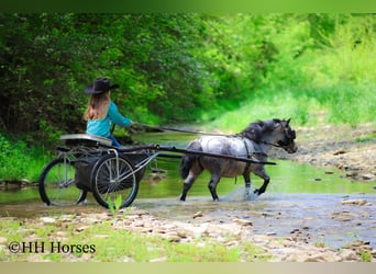Weitere Ponys/Kleinpferde, Wallach, 12 Jahre, 86 cm, Roan-Bay