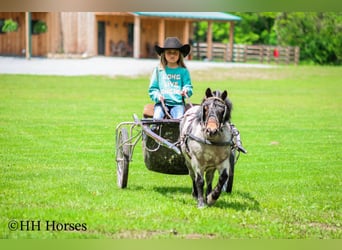 Weitere Ponys/Kleinpferde, Wallach, 12 Jahre, 86 cm, Roan-Bay