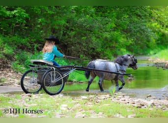 Weitere Ponys/Kleinpferde, Wallach, 12 Jahre, 86 cm, Roan-Bay