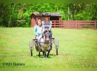 Weitere Ponys/Kleinpferde, Wallach, 12 Jahre, 86 cm, Roan-Bay