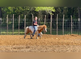 Weitere Ponys/Kleinpferde, Wallach, 12 Jahre, 91 cm