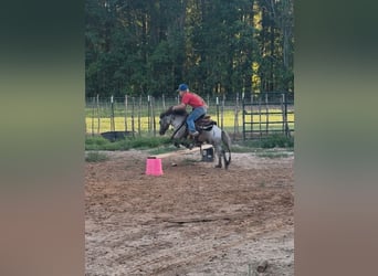 Weitere Ponys/Kleinpferde, Wallach, 12 Jahre, 91 cm, Roan-Blue