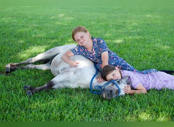 Weitere Ponys/Kleinpferde, Wallach, 12 Jahre, 91 cm, Roan-Blue