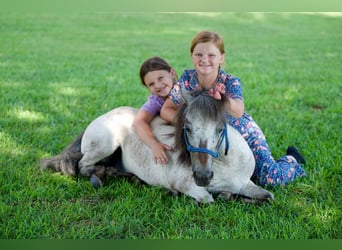 Weitere Ponys/Kleinpferde, Wallach, 12 Jahre, 91 cm, Roan-Blue