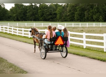 Weitere Ponys/Kleinpferde, Wallach, 12 Jahre, 91 cm, Schecke
