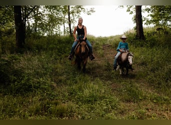 Weitere Ponys/Kleinpferde, Wallach, 12 Jahre, 91 cm, Schecke