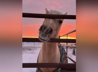 Weitere Ponys/Kleinpferde, Wallach, 12 Jahre, 97 cm, Palomino