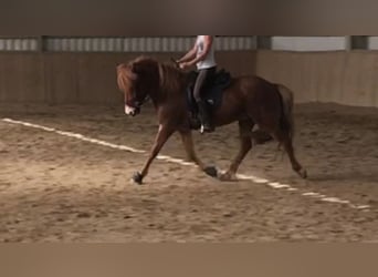 Weitere Ponys/Kleinpferde, Wallach, 12 Jahre, Dunkelfuchs