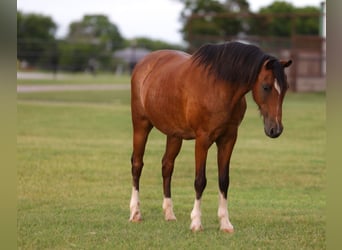 Weitere Ponys/Kleinpferde Mix, Wallach, 12 Jahre, Rotbrauner