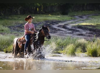 Weitere Ponys/Kleinpferde, Wallach, 12 Jahre, Schecke