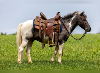 Weitere Ponys/Kleinpferde, Wallach, 12 Jahre