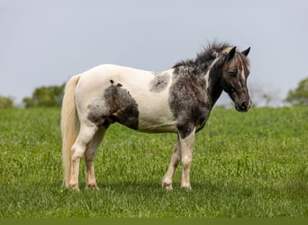 Weitere Ponys/Kleinpferde, Wallach, 12 Jahre
