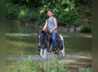 Weitere Ponys/Kleinpferde, Wallach, 12 Jahre