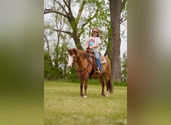 Weitere Ponys/Kleinpferde, Wallach, 13 Jahre, 102 cm, Red Dun