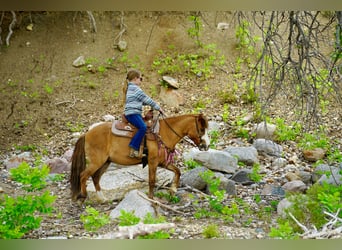 Weitere Ponys/Kleinpferde, Wallach, 13 Jahre, 102 cm, Red Dun