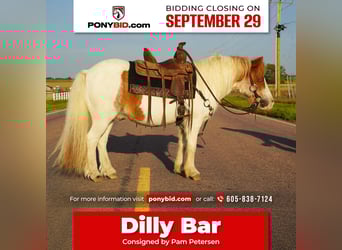 Weitere Ponys/Kleinpferde, Wallach, 13 Jahre, 102 cm, Schecke