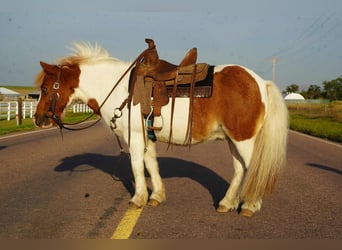 Weitere Ponys/Kleinpferde, Wallach, 13 Jahre, 102 cm, Schecke