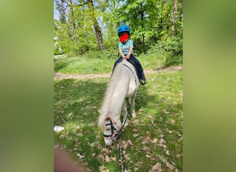 Weitere Ponys/Kleinpferde, Wallach, 13 Jahre, 120 cm, White