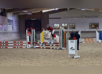 Weitere Ponys/Kleinpferde Mix, Wallach, 13 Jahre, 125 cm, Schimmel