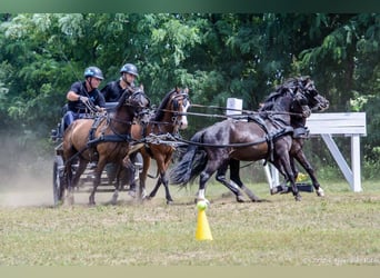 Weitere Ponys/Kleinpferde, Wallach, 13 Jahre, 126 cm, Rappe