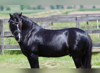 Weitere Ponys/Kleinpferde, Wallach, 13 Jahre, 126 cm, Rappe