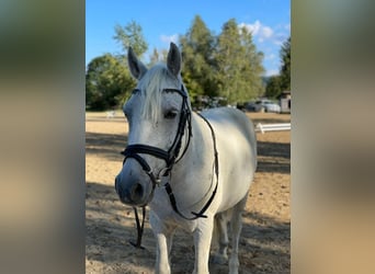 Weitere Ponys/Kleinpferde, Wallach, 13 Jahre, 135 cm, Fliegenschimmel