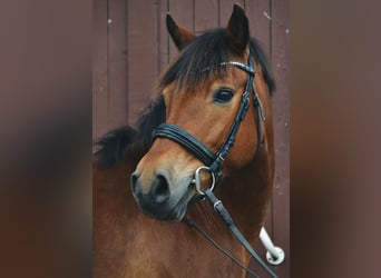 Weitere Ponys/Kleinpferde Mix, Wallach, 13 Jahre, 136 cm, Brauner