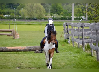 Weitere Ponys/Kleinpferde, Wallach, 13 Jahre, 137 cm, Schecke