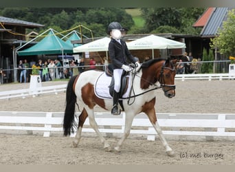 Weitere Ponys/Kleinpferde, Wallach, 13 Jahre, 137 cm, Schecke