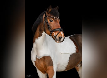 Weitere Ponys/Kleinpferde, Wallach, 13 Jahre, 137 cm, Schecke