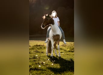 Weitere Ponys/Kleinpferde, Wallach, 13 Jahre, 137 cm, Schecke