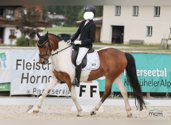 Weitere Ponys/Kleinpferde, Wallach, 13 Jahre, 137 cm, Schecke
