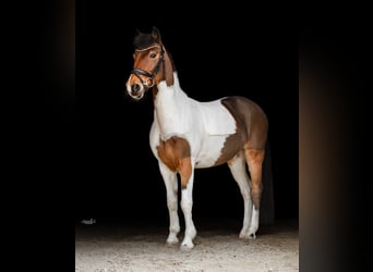 Weitere Ponys/Kleinpferde, Wallach, 13 Jahre, 137 cm, Schecke