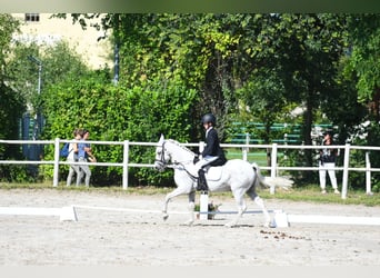 Weitere Ponys/Kleinpferde, Wallach, 13 Jahre, 137 cm, Schimmel