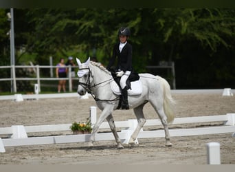 Weitere Ponys/Kleinpferde, Wallach, 13 Jahre, 137 cm, Schimmel