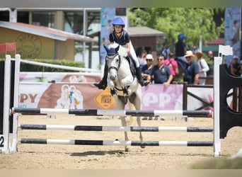 Weitere Ponys/Kleinpferde, Wallach, 13 Jahre, 137 cm, Schimmel