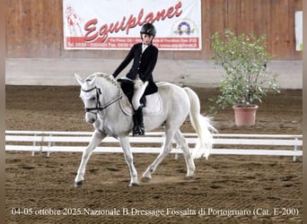 Weitere Ponys/Kleinpferde, Wallach, 13 Jahre, 137 cm, Schimmel