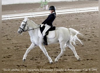 Weitere Ponys/Kleinpferde, Wallach, 13 Jahre, 137 cm, Schimmel