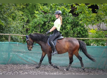 Weitere Ponys/Kleinpferde Mix, Wallach, 13 Jahre, 140 cm, Brauner