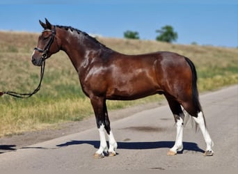 Weitere Ponys/Kleinpferde, Wallach, 13 Jahre, 147 cm, Brauner