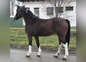 Weitere Ponys/Kleinpferde, Wallach, 13 Jahre, 147 cm, Brauner