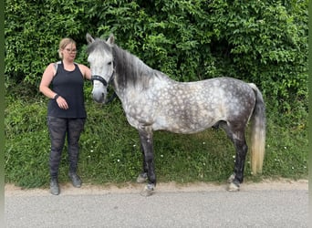 Weitere Ponys/Kleinpferde Mix, Wallach, 13 Jahre, 148 cm, Apfelschimmel