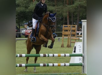 Weitere Ponys/Kleinpferde, Wallach, 13 Jahre, 148 cm, Fuchs
