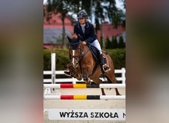 Weitere Ponys/Kleinpferde, Wallach, 13 Jahre, 149 cm, Fuchs