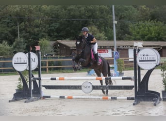 Weitere Ponys/Kleinpferde, Wallach, 13 Jahre, 154 cm, Brauner