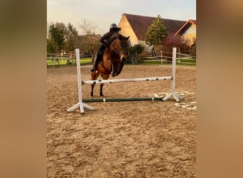 Weitere Ponys/Kleinpferde Mix, Wallach, 13 Jahre, 158 cm, Dunkelbrauner