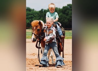 Weitere Ponys/Kleinpferde, Wallach, 13 Jahre, 91 cm, Schecke