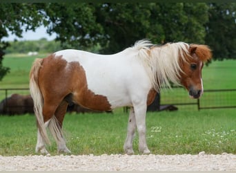 Weitere Ponys/Kleinpferde, Wallach, 13 Jahre, 91 cm, Schecke