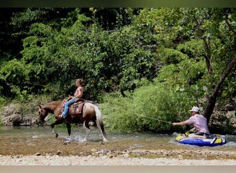 Weitere Ponys/Kleinpferde, Wallach, 13 Jahre, Schecke