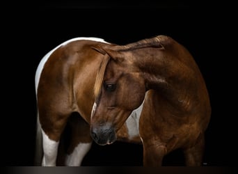Weitere Ponys/Kleinpferde, Wallach, 13 Jahre, Schecke